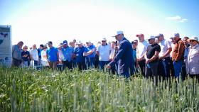Ученые Казанского ГАУ выявили сорта зерновых культур с минимальным углеродным следом